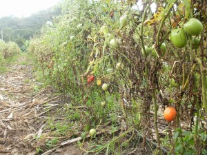 El tomate es uno de los cultivos que más destaca en algunas pequeñas fincas de productores en Las Segovias. LA PRENSA/WILLIAM ARAGÓN